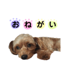むぎさら（個別スタンプ：11）