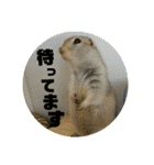 毛皮の妖精たち（個別スタンプ：7）