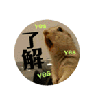 毛皮の妖精たち（個別スタンプ：13）