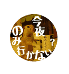毛皮の妖精たち（個別スタンプ：15）