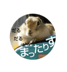 毛皮の妖精たち（個別スタンプ：16）