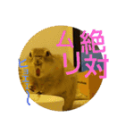 毛皮の妖精たち（個別スタンプ：19）