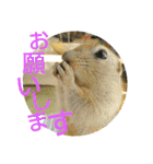 毛皮の妖精たち（個別スタンプ：23）