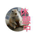 毛皮の妖精たち（個別スタンプ：25）