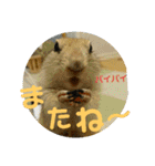 毛皮の妖精たち（個別スタンプ：31）