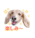 いせ家のわんこ2（個別スタンプ：5）
