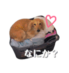 いせ家のわんこ2（個別スタンプ：10）