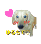 いせ家のわんこ2（個別スタンプ：13）
