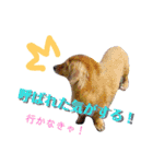 いせ家のわんこ2（個別スタンプ：14）