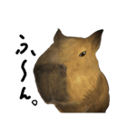 AROG animals(文字入り)（個別スタンプ：5）