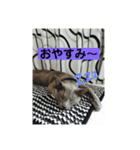ロビちゃんその1（個別スタンプ：3）