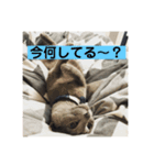 ロビちゃんその1（個別スタンプ：8）