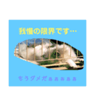 チワワ＆ポメラニアンのスタンプです（個別スタンプ：2）