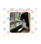 チワワ＆ポメラニアンのスタンプです（個別スタンプ：6）