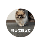 チワワ＆ポメラニアンのスタンプです（個別スタンプ：7）