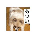 チワワ＆ポメラニアンのスタンプです（個別スタンプ：12）