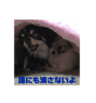 チワワ＆ポメラニアンのスタンプです（個別スタンプ：15）