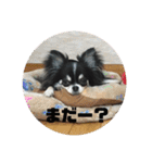 チワワ＆ポメラニアンのスタンプです（個別スタンプ：25）