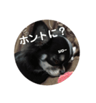 チワワ＆ポメラニアンのスタンプです（個別スタンプ：30）