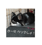 チワワ＆ポメラニアンのスタンプです（個別スタンプ：32）