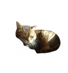 ころたぬ（個別スタンプ：1）