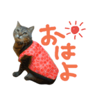 ころたぬ（個別スタンプ：2）