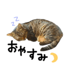 ころたぬ（個別スタンプ：3）