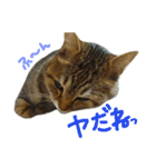 ころたぬ（個別スタンプ：5）