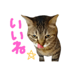 ころたぬ（個別スタンプ：8）