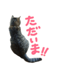 ころたぬ（個別スタンプ：9）
