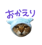ころたぬ（個別スタンプ：10）