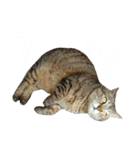 ころたぬ（個別スタンプ：11）