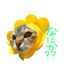 ころたぬ（個別スタンプ：18）