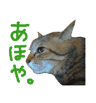 ころたぬ（個別スタンプ：23）