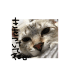 るあささ（個別スタンプ：2）