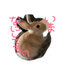 るあささ（個別スタンプ：3）