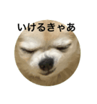 備後（個別スタンプ：2）