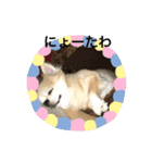 備後（個別スタンプ：6）