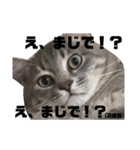 ぴべとしゃちょー（個別スタンプ：3）