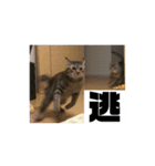 ぴべとしゃちょー（個別スタンプ：5）