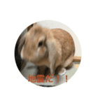 天使アッサム（個別スタンプ：2）