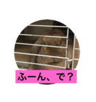 天使アッサム（個別スタンプ：3）