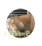 天使アッサム（個別スタンプ：6）