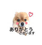 ポメラニアンのしょこら（個別スタンプ：2）