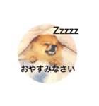 ポメラニアンのしょこら（個別スタンプ：4）