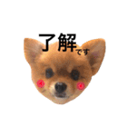 ポメラニアンのしょこら（個別スタンプ：5）