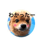 ポメラニアンのしょこら（個別スタンプ：7）