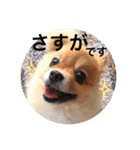 ポメラニアンのしょこら（個別スタンプ：11）