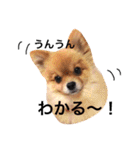 ポメラニアンのしょこら（個別スタンプ：12）