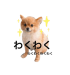 ポメラニアンのしょこら（個別スタンプ：14）